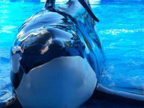 La Tr Gica Historia De Tilikum La Orca Asesina De Seaworld Gm