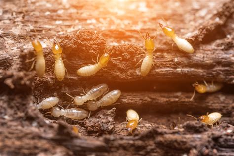 Facts About Termites The Tiny Terrors Tearing Down Homes