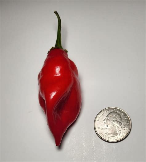 10 Trinidad Pimento Pepper Seeds Seasoning Pepper Seed Etsy