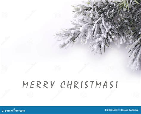 Christmas Tree Branch Covered Snow Stock Image - Image of greeting ...