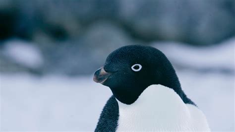 'Supercolony' of 1.5 million Adelie penguins found in Antarctica ...