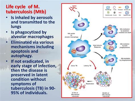 Tuberculosis Bacteria Life Cycle