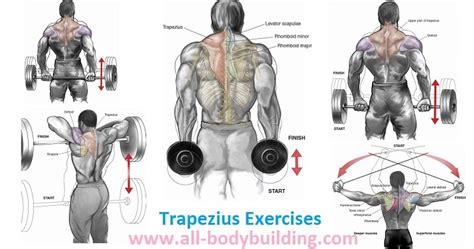 Trapezius Exercises For Size and Strength ~ multiple fitness