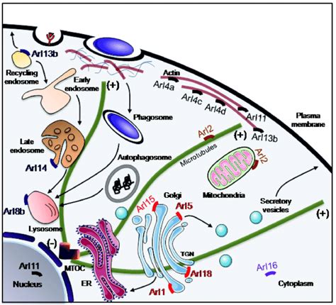 Schematic Representation Of The Subcellular Distribution Of The Arl