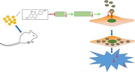 The Mechanism Graph Of Genistein In As Genistein Inhibits The Uptake