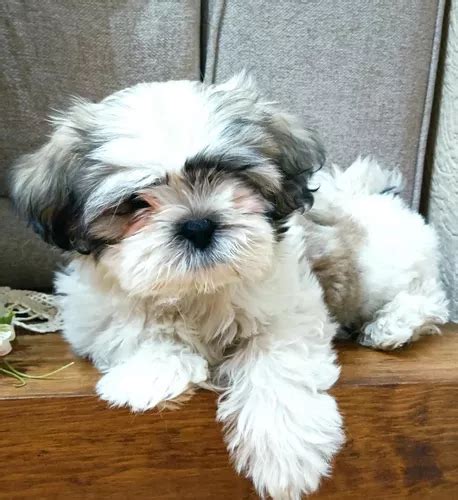 Shihtzu Miniatura Hermosos Cachorros Meses sin interés