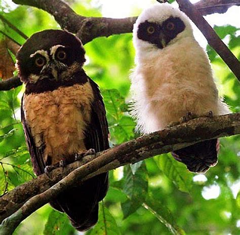 Spectacled Owl Chicks Born Fluffy White - Baby Animal Zoo