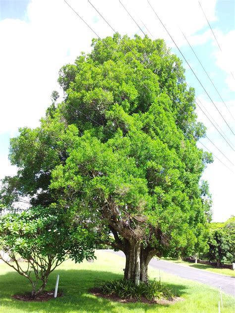 Elaeocarpus Obovatus A Large Specimen Tree Of Elaeocarpus Flickr