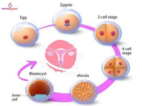 Best Blastocyst Transfer Treatment Centre In Lucknow