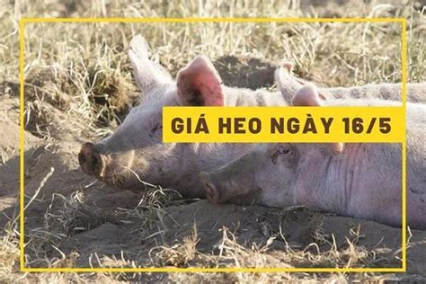 Giá heo hơi hôm nay 16 5 Bật tăng ở một vài địa phương Bnews