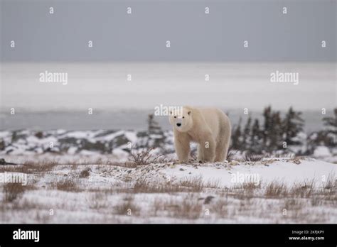 Polar Bear In Churchill Mb Stock Photo Alamy