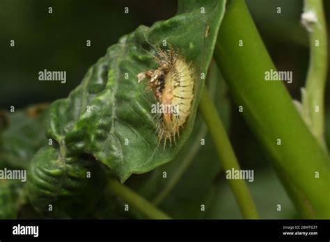 Tortoise beetle life cycle hi-res stock photography and images - Alamy