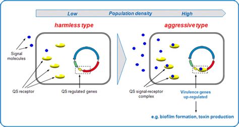 What is Quorum Sensing and How do Bacteria Talk to Each Other?