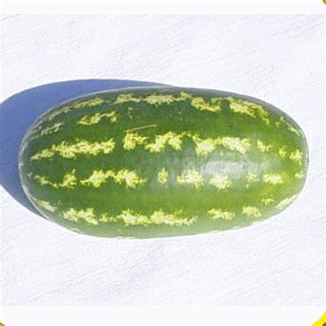 All Sweet Watermelon Seeds for Sale | Everwilde Farms