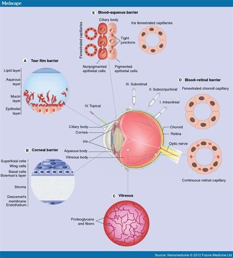 Progress Towards Noninvasive Gene Therapy Of Glaucoma