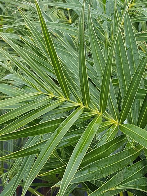 Lg Silvery Seashore Palm Tree Allagoptera Arenaria Fast Growing Palms