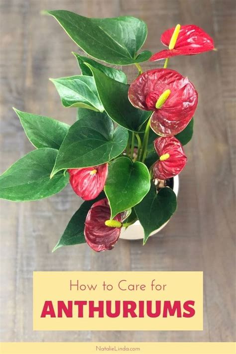 Anthuriums How To Care For This Long Blooming And Tropical Houseplant