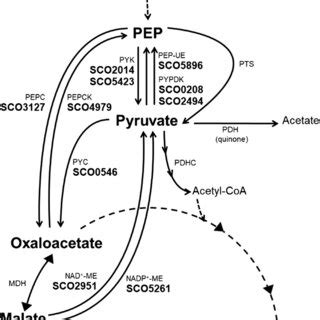 The Mrna Expression Profile Of Pep Pyruvate Oxaloacetate Node Genes At