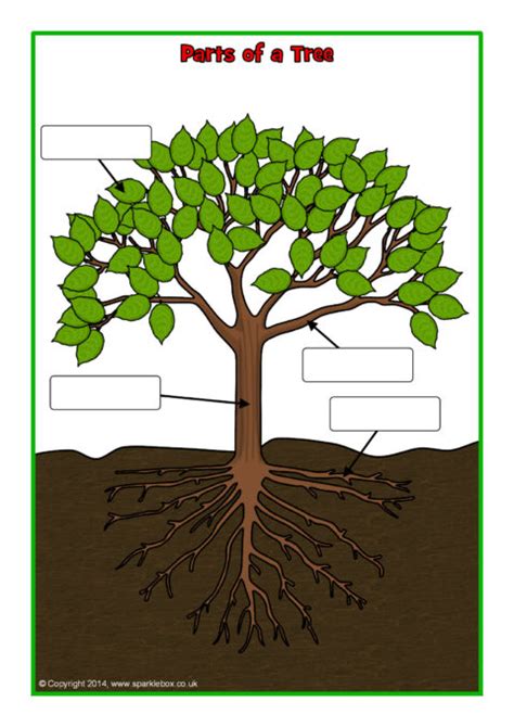 Parts Of A Tree Worksheet Amemyid