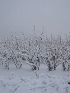 Photos Sierra Cascade Blueberry Farm