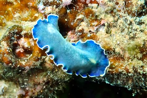 Flatworms Sa Marine Life