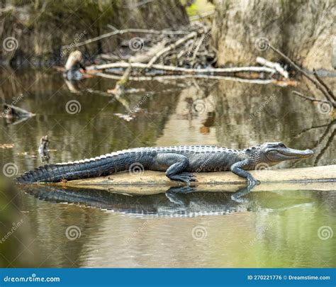 American Alligator Basking Stock Photo Image Of Nature 270221776