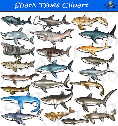 Bull Shark Clip Art