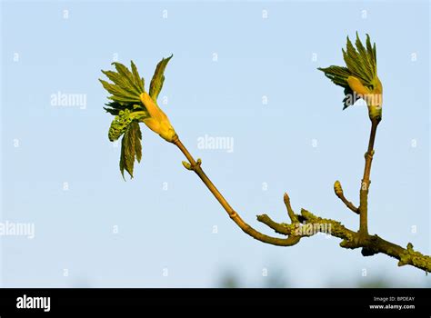 The Buds Of A Sycamore Acer Pseudoplatanus Burst Open Revealing The