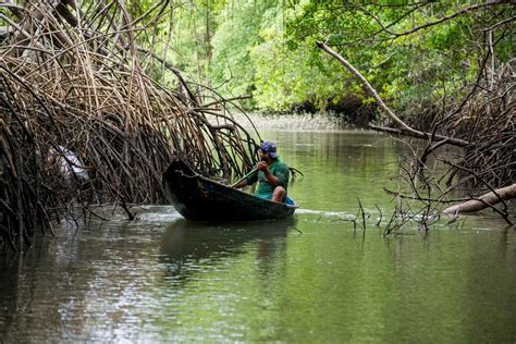 Manguezais ameaçados pela boiada de Salles são ecossistemas mais