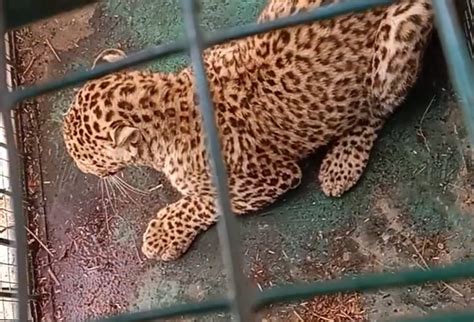 Leopard Hunted A Calf In The Enclosure 10 फीट ऊंची दीवार फांदकर बाड़े