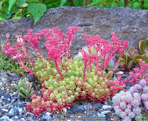 Sedums Plant Care And Collection Of Varieties