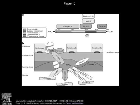 Interaction Of Extracellular Matrix Protein 1 With Extracellular Matrix