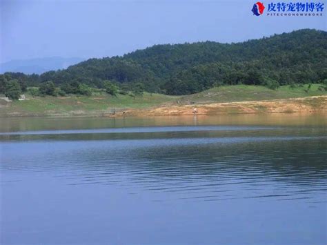 阴天小雨适合钓鱼吗为什么用什么饵阴天钓鱼好还是晴天好 皮特宠物博客 宠物知识百科