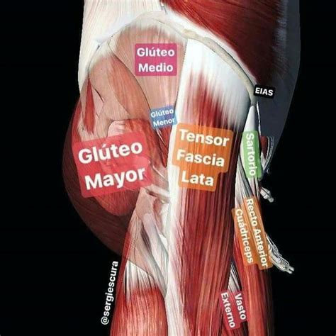 Pin de Body Soul Therapy Alberta C en Anatomia musculos Músculos