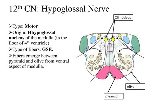 Hypoglossal Nerve Nucleus