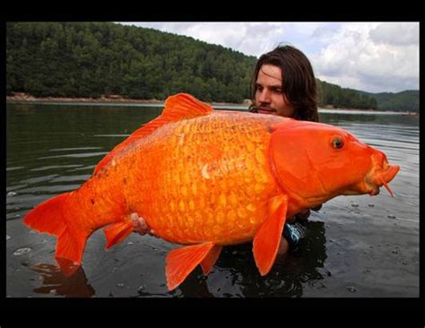 Veterinary Info: Giant goldfish