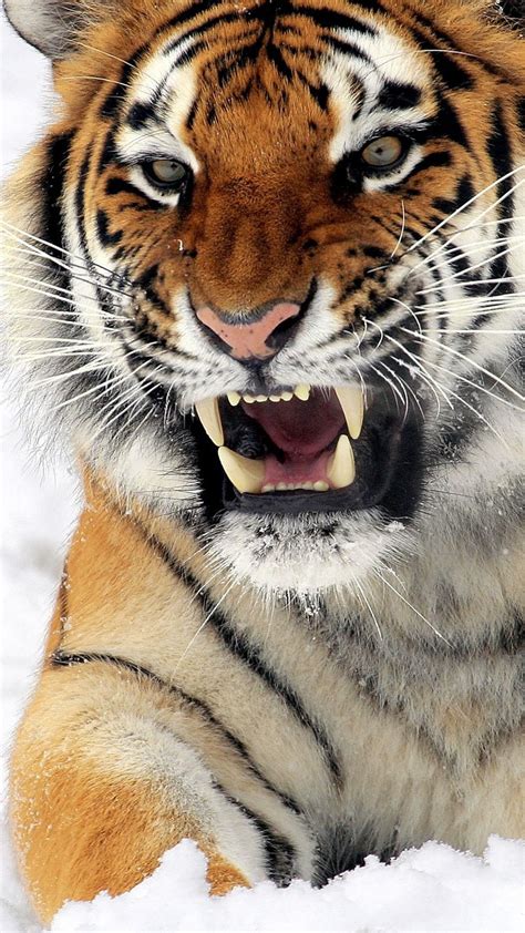 Tiger Phone Wallpapers - Wallpaper Cave