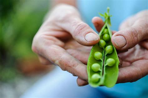 Peas Step By Step Grow Guide