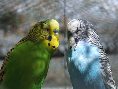 Волнистый попугай | zoo-ekzo.ru - Экзотические животные