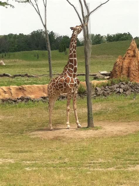 Giraffe from the Columbus Zoo | Columbus zoo, Zoo animals, Giraffe