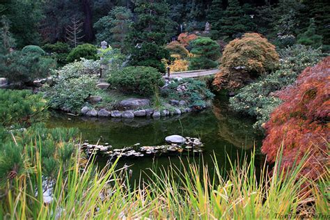 Fall Color At Hakone Gardens Saratoga Tipsy From The Trip