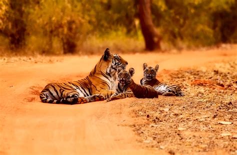 India S Tiger Population Rises To Nearly Times Of Oman