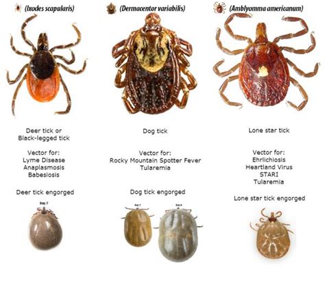 New Tick Borne Illnesses On The Rise Missouri Whitetails Your