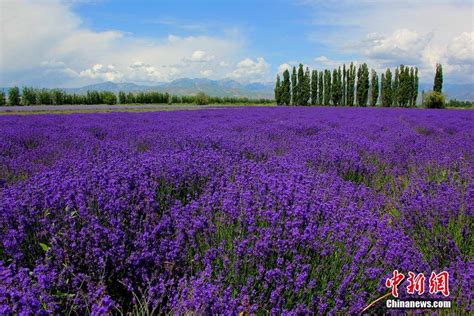 新疆薰衣草进入盛花期 “浪漫紫”香飘田野 搜狐大视野 搜狐新闻