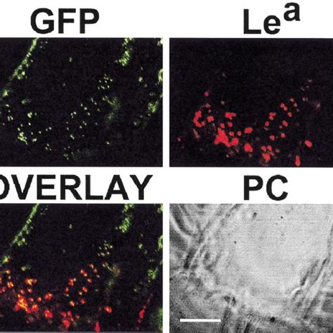 Detection Of Gfp And Cts Gfp Fusion Protein In Epidermal Cells By Download Scientific Diagram