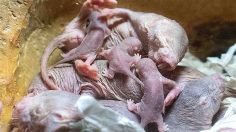 New Litter Of The Mole Rat An Alien Mammal