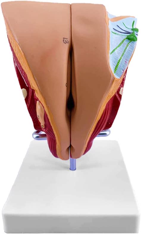 Amazon Female Reproductive Organ Model Removable Piece