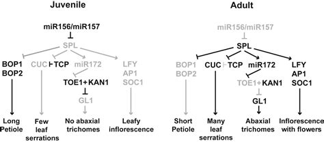 Temporal Regulation Of Vegetative Phase Change In Plants Developmental