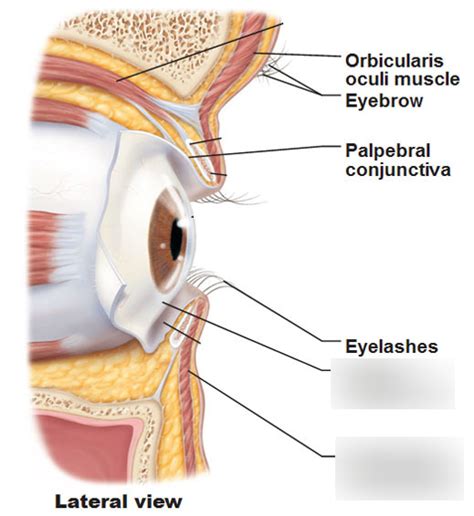 Lab Exam II Eye Conjunctiva Diagram Quizlet