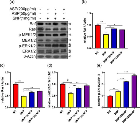 Asp Activated The Erk Signaling Pathway In Chondrocytes Stimulated